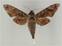 全緣缺角天蛾藏品圖，第1張