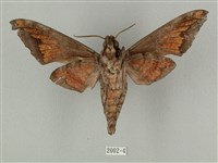 全緣缺角天蛾藏品圖，第2張