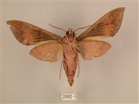 背中白天蛾藏品圖，第2張