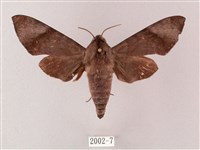 臺灣缺角天蛾藏品圖，第1張