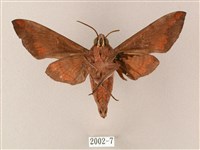 臺灣缺角天蛾藏品圖，第2張