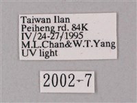 臺灣缺角天蛾藏品圖，第3張