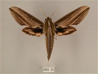 棕綠背線天蛾藏品圖，第1張