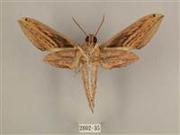 棕綠背線天蛾藏品圖，第2張