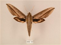 棕綠背線天蛾藏品圖，第1張