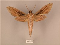 棕綠背線天蛾藏品圖，第2張