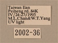 棕綠背線天蛾藏品圖，第3張