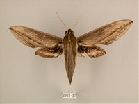 棕綠背線天蛾藏品圖，第1張