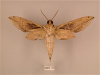 棕綠背線天蛾藏品圖，第2張