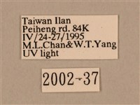 棕綠背線天蛾藏品圖，第3張