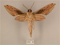 棕綠背線天蛾藏品圖，第2張