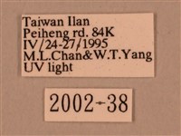 棕綠背線天蛾藏品圖，第3張