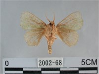 登錄號:002002-00068藏品圖，第2張