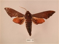 赭色斜帶天蛾藏品圖，第1張