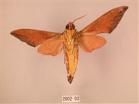 赭色斜帶天蛾藏品圖，第2張