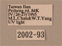 赭色斜帶天蛾藏品圖，第3張