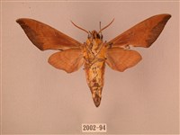 赭色斜帶天蛾藏品圖，第2張