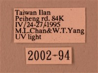 赭色斜帶天蛾藏品圖，第3張