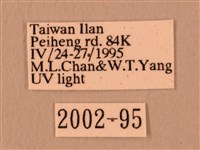 赭色斜帶天蛾藏品圖，第3張