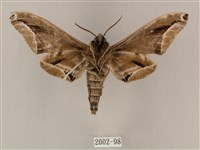 白點天蛾 藏品圖，第2張