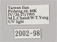 白點天蛾 藏品圖，第3張