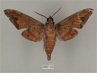 全緣缺角天蛾藏品圖，第2張