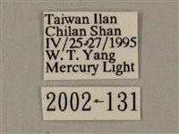 全緣缺角天蛾藏品圖，第3張