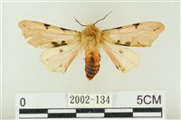 棍棒污燈蛾藏品圖，第1張