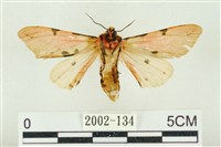 棍棒污燈蛾藏品圖，第2張