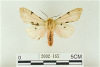 棍棒污燈蛾藏品圖，第1張