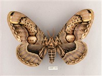 枯球籮紋蛾藏品圖，第1張