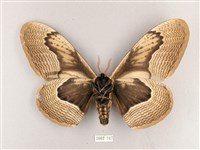 枯球籮紋蛾藏品圖，第2張