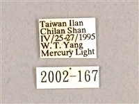 枯球籮紋蛾藏品圖，第3張