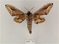 白點天蛾 藏品圖，第2張