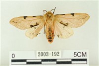 棍棒污燈蛾藏品圖，第1張