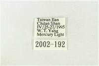 棍棒污燈蛾藏品圖，第3張