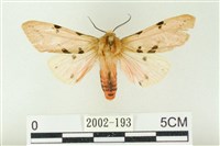 棍棒污燈蛾藏品圖，第1張