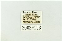 棍棒污燈蛾藏品圖，第3張