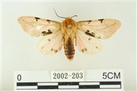 棍棒污燈蛾藏品圖，第1張