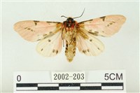 棍棒污燈蛾藏品圖，第2張