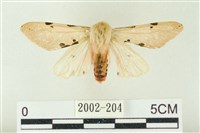 棍棒污燈蛾藏品圖，第1張