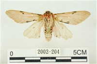 棍棒污燈蛾藏品圖，第2張