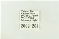 棍棒污燈蛾藏品圖，第3張