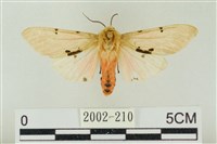 棍棒污燈蛾藏品圖，第1張