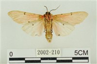 棍棒污燈蛾藏品圖，第2張