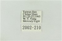 棍棒污燈蛾藏品圖，第3張