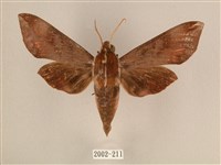 背中白天蛾藏品圖，第1張