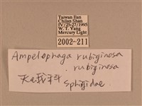 背中白天蛾藏品圖，第3張