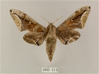 白點天蛾 藏品圖，第1張