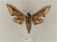 白點天蛾 藏品圖，第2張